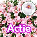 Bild von Diascia P12 "Actie" Appleblossem